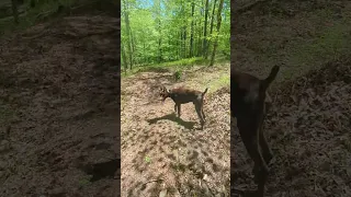 hiking with dogs