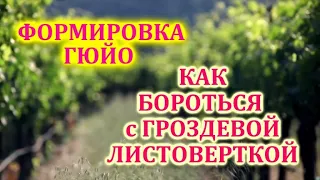 Простая формировка винограда - ГЮЙО.  Как бороться с гроздевой ЛИСТОВЕРТКОЙ- методы