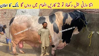 Asia’s Heaviest Bull Don King of Asia 2023 ll Baba Saleem Cattle Farm #cow_mandi  #cattlemarket