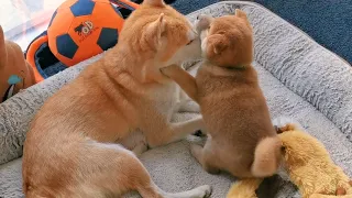 Puppy Hugs his Mom ❤️