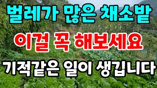 벌레가 많은 텃밭 이 방법 한번 사용해보시면 채소밭 벌레가 싹 사라집니다 청벌레 진딧물 응애퇴치법 #친환경배추재배#유기농#동반식물#주말농장#시골#귀농#전원생활#힐링#건강