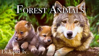 Forest Animals 4k - Amazing World of Forest Wildlife | Scenic Relaxation Film | Distopia TV