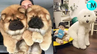 Los 10 Perros Más Hermosos del Mundo