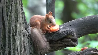 Бельчонок ест морковку / The squirrel eats a carrot