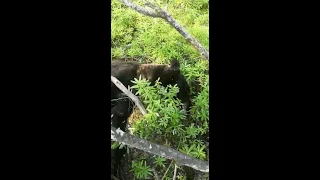 Медведь загрыз человека и был застрелен