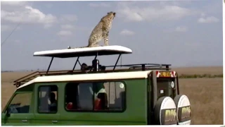 Eye to eye with a Cheetah