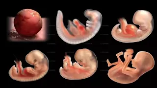 ► Le miracle de la vie simulation 3D d'une grossesse  | The difficult journey of the sperm