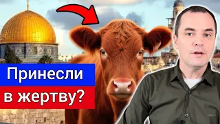 Чи дійсно в Ізраїлі на Пасху принесли в жертву червону корову? Шокуючі новини