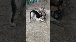 Папина сына Рэй 😁Огромный кобель ВЕО.