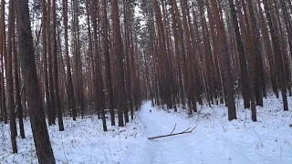 Охота с Эстонскими гончими,по первому снегу!(по первой белой тропе)