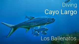 Diving at Los Ballenatos, Cayo Largo (Cuba): Tarpon Haven and Shark Paradise