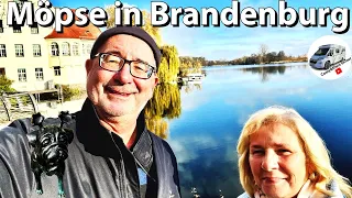 #174 Möpse in Brandenburg, ein Wochenende an der Havel