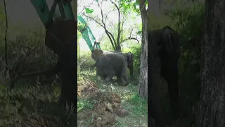 Elephant rescue video YouTube #elephant #elephentrescue #saveelephantfoundation #wildlife #animals