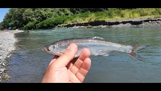 ალაზნის შამაია და სტუმრობა კახეთში 🐠🐟🎣