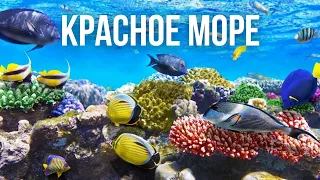 Красное Море // Египет, Шарм-эш-Шейх