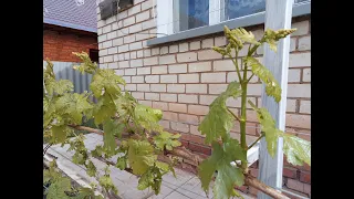 Виноград и первые заморозки 8 мая в Оренбуржье.