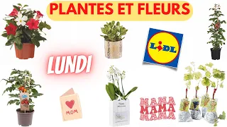 💥 ARRIVAGE LIDL💥 PLANTES ET FLEURS - 20 mai 2024 - 11 OFFRES - FRANCE