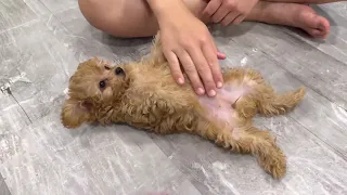 Zoey & Archie's little ladies LOVE belly rubs 🥰 tiny toy poodle puppies