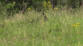 bear and her cubs