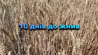 Огляд озимої пшениці перед збиранням.