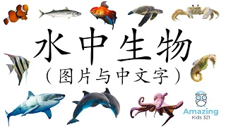 (儿童闪卡) – 水中动物 - 中文，图片 [Flashcard – Aquatic Animal (Sea Animal) - Chinese]