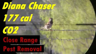 Diana Chaser .177 Cal Close Range Pest Removal - Airgun - Pest Control