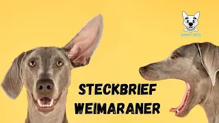 Weimaraner Steckbrief - Informationen zur Rasse #weimaraner - Rassenbeschreibung, Rassenportrait