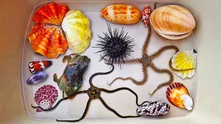 Finding hermit crab and ornamental fish, crab, conch, snail, shell, starfish, sea urchin, lionfish