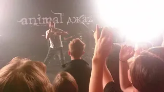 animal джаz