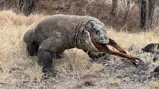 The komodo swallows a young goat