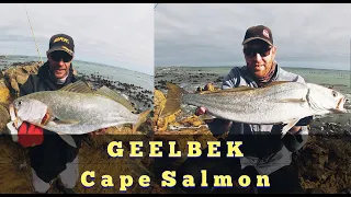 CATCHING GEELBEK FROM THE SHORE