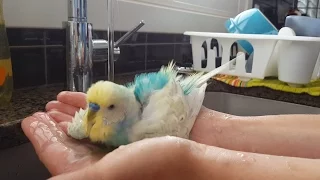 Budgie Baths in Hands