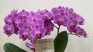Orchids Blooming during JGP International Flower Show 2024