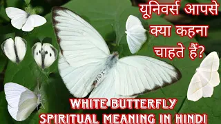 white butterfly spiritual meaning in hindi यूनिवर्स आपसे क्या कहना चाहते हैं?#whitebutterfly #viral