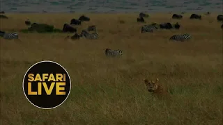 safariLIVE  - Sunrise Safari - August 29, 2018