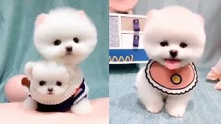 Tik Tok Chó Phốc Sóc Mini 😍🐶 Cute Dog Pomeranian #76