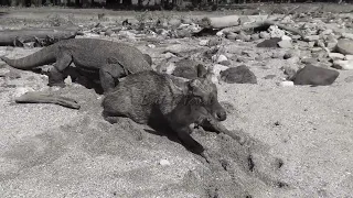 Full video of komodo dragon catching deer