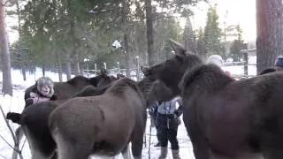 Лосеферма в Якше (Печоро-Илычском заповеднике)