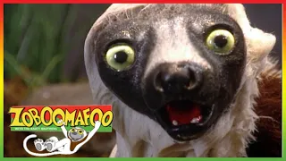 🐅 Zoboomafoo 260 | World of Legs | Animal shows for kids | Full Episodes | HD 🐅