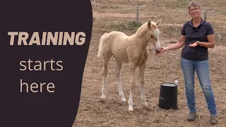 Training A Foal Using Basic Principles