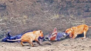 Crocodile Tries to Steal Buffalo from Lions