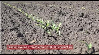 Что из себя представляет бинарный посев кукурузы и сорго?