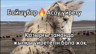 Асау үйрету, Қазақ елі !