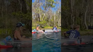 Encounter with Alligators While Clear Kayaking in Silver Springs! #florida #ocala