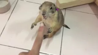 Angry prairie dog