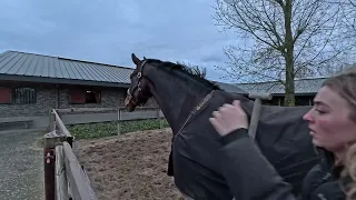 Sky staat nu bij Poko Loko Stables in Koedijk