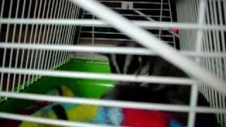 Our New Ringtail Mosaic Sugar Glider (RTV #5)