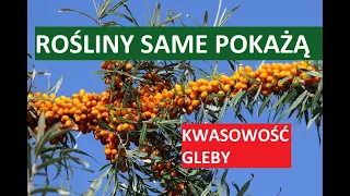 KWASOWOŚĆ GLEBY - JAKA JEST? POWIEDZĄ NAM ROŚLINY, KTÓRE NA NIEJ ROSNĄ.