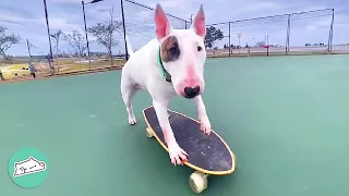 Bull Terrier Finds A Girl's Skateboard And Gets Obsessed | Cuddle Buddies