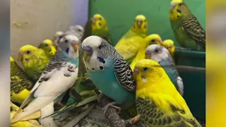 How you can help some of the 800+ birds rescued from MI hoarding situation